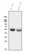 Anti-Cytochrome p450 2C19/CYP2C19 Antibody Picoband® (monoclonal, 5G4 Boster Bio