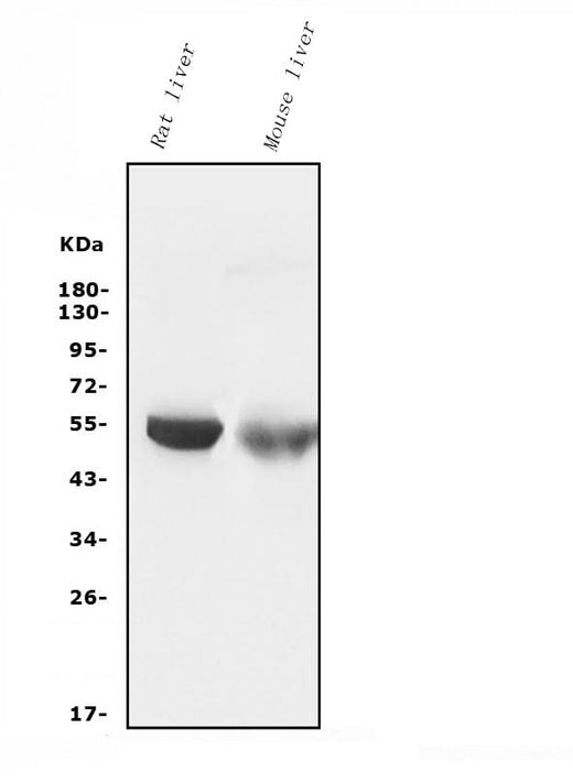 Anti-Cytochrome p450 2C19/CYP2C19 Antibody Picoband® (monoclonal, 5G4 Boster Bio
