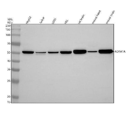 Anti-ADRA1A Rabbit Monoclonal Antibody Boster Bio