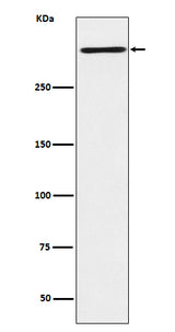 Anti-Reelin Rabbit Monoclonal Antibody Boster Bio