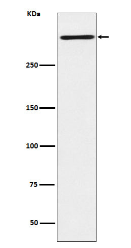 Anti-Reelin Rabbit Monoclonal Antibody Boster Bio