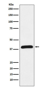 Anti-HIF1AN Rabbit Monoclonal Antibody Boster Bio