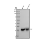 Anti-FHL2 Rabbit Monoclonal Antibody Boster Bio