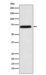 Anti-NXF1 Rabbit Monoclonal Antibody Boster Bio