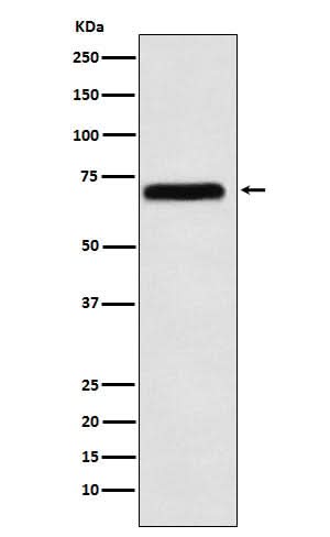 Anti-NXF1 Rabbit Monoclonal Antibody Boster Bio