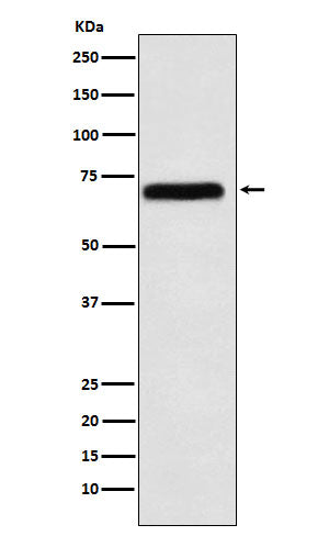 Anti-NXF1 Rabbit Monoclonal Antibody Boster Bio