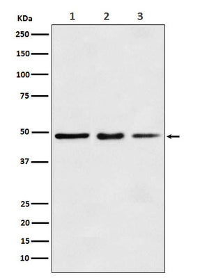 Anti-eEF1A1 Rabbit Monoclonal Antibody Boster Bio