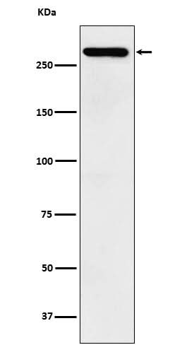 Anti-TAF1 Rabbit Monoclonal Antibody Boster Bio