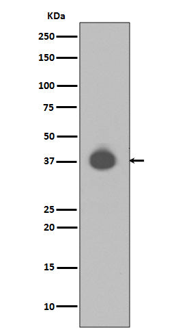 Anti-DUSP6/Mkp 3 Rabbit Monoclonal Antibody Boster Bio