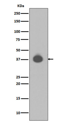 Anti-DUSP6/Mkp 3 Rabbit Monoclonal Antibody Boster Bio