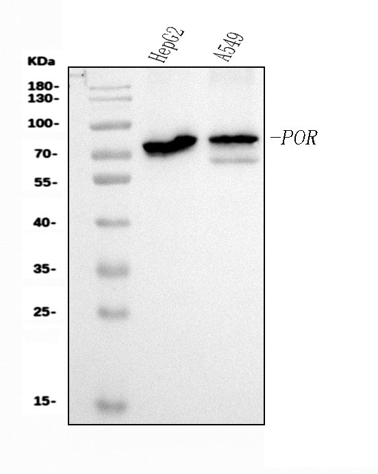 Anti-POR Antibody Picoband® (monoclonal, 7F5 Boster Bio