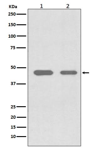 Anti-Cdc37 Rabbit Monoclonal Antibody Boster Bio