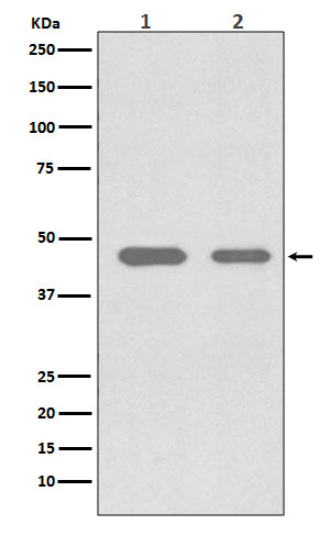 Anti-Cdc37 Rabbit Monoclonal Antibody Boster Bio