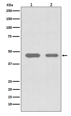 Anti-Cdc37 Rabbit Monoclonal Antibody Boster Bio