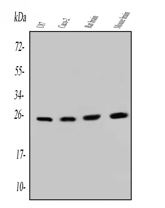 Anti-SNRPN Antibody Picoband® (monoclonal, 6F12 Boster Bio