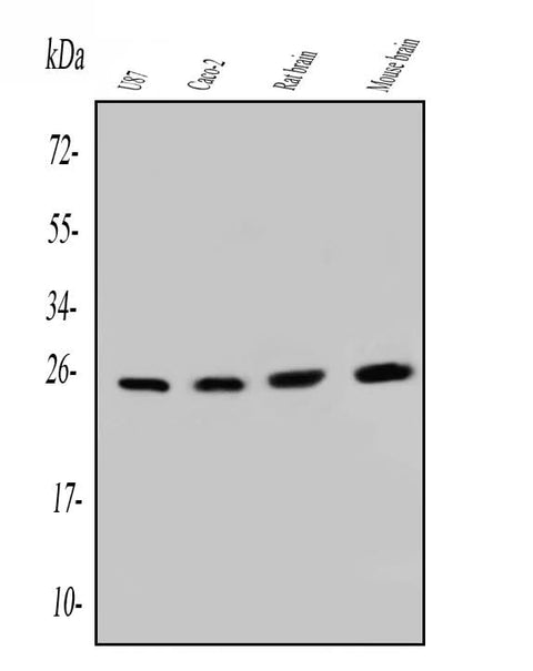Anti-SNRPN Antibody Picoband® (monoclonal, 6F12 Boster Bio