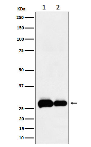 Anti-PHD3 Rabbit Monoclonal Antibody Boster Bio