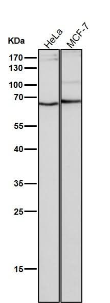 Anti-NUP153 Monoclonal Antibody Boster Bio