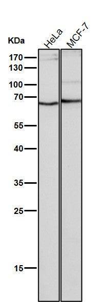 Anti-NUP153 Monoclonal Antibody Boster Bio