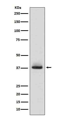 Anti-Glycophorin A (CD235a) GYPA Monoclonal Antibody Boster Bio