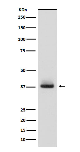 Anti-Glycophorin A (CD235a) GYPA Monoclonal Antibody Boster Bio