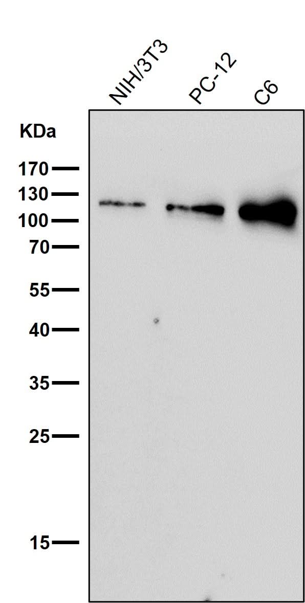 Anti-Nesprin 1 Rabbit Monoclonal Antibody Boster Bio