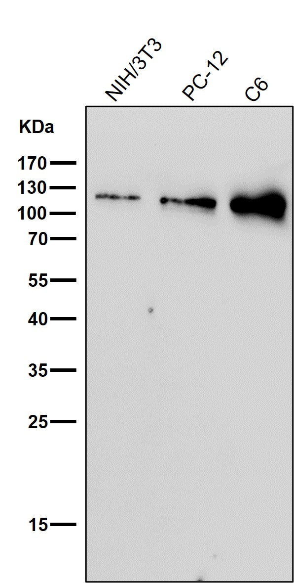 Anti-Nesprin 1 Rabbit Monoclonal Antibody Boster Bio