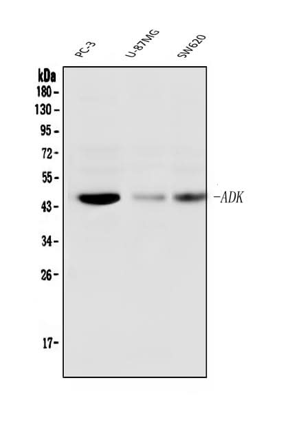 Anti-ADK Antibody Picoband® (monoclonal, 7F4 Boster Bio