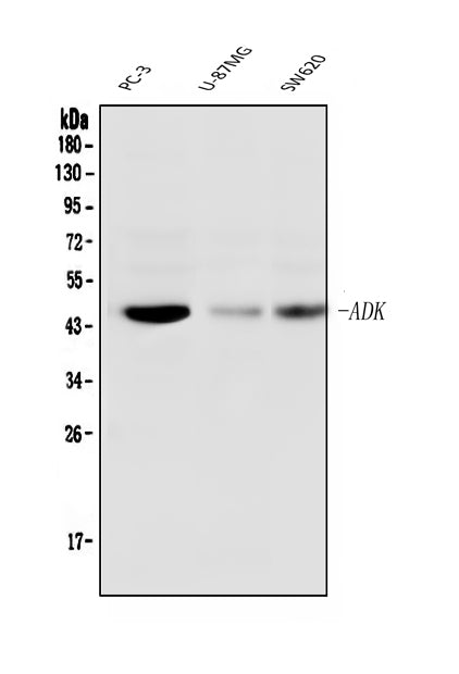 Anti-ADK Antibody Picoband® (monoclonal, 7F4 Boster Bio