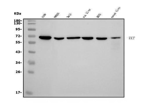 Anti-Transketolase/TKT Picoband® Antibody (monoclonal, 2I3 Boster Bio