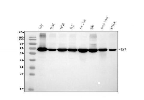 Anti-Transketolase/TKT Picoband® Antibody (monoclonal, 3E5 Boster Bio