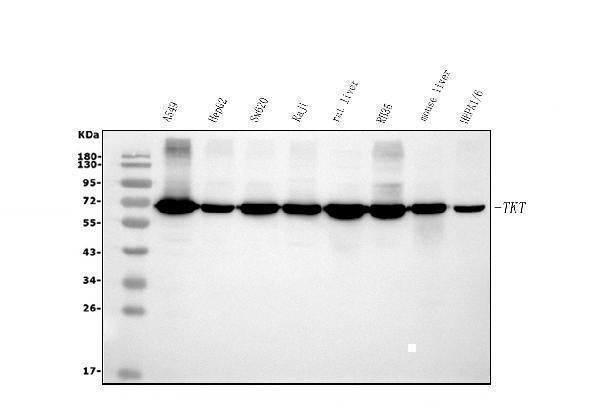 Anti-Transketolase/TKT Picoband® Antibody (monoclonal, 3E5 Boster Bio
