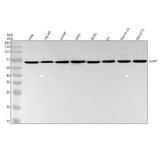 Anti-G3BP Rabbit Monoclonal Antibody Boster Bio