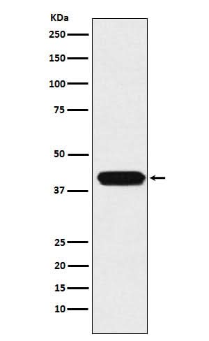 Anti-ATOH1 Rabbit Monoclonal Antibody Boster Bio