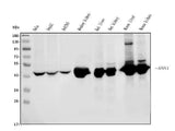 Anti-ASS1 Antibody Picoband® (monoclonal, 5I5 Boster Bio