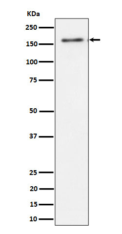 Anti-TMF Rabbit Monoclonal Antibody Boster Bio