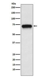 Anti-ACHA4 Rabbit Monoclonal Antibody Boster Bio