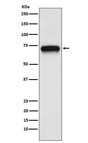 Anti-ACHA4 Rabbit Monoclonal Antibody Boster Bio