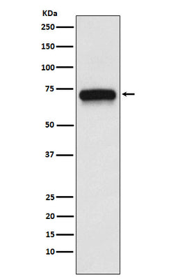 Anti-ACHA4 Rabbit Monoclonal Antibody Boster Bio