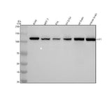 Anti-HIP1 Monoclonal Antibody Boster Bio