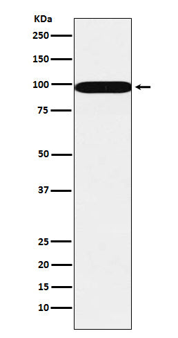 Anti-SFPQ Monoclonal Antibody Boster Bio