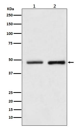 Anti-Reptin / RUVBL2 Rabbit Monoclonal Antibody Boster Bio