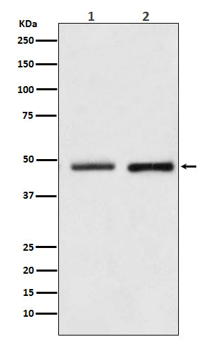 Anti-Reptin / RUVBL2 Rabbit Monoclonal Antibody Boster Bio