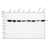Anti-Nogo Receptor Rabbit Monoclonal Antibody Boster Bio