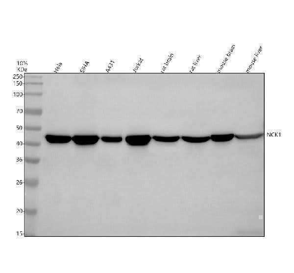 Anti-Nck NCK1 Monoclonal Antibody Boster Bio