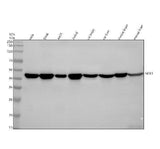 Anti-Nck NCK1 Monoclonal Antibody Boster Bio