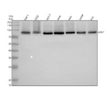 Anti-HIF-1 beta ARNT Rabbit Monoclonal Antibody Boster Bio