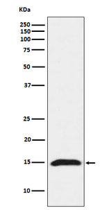 Anti-Fragilis IFITM3 Monoclonal Antibody Boster Bio