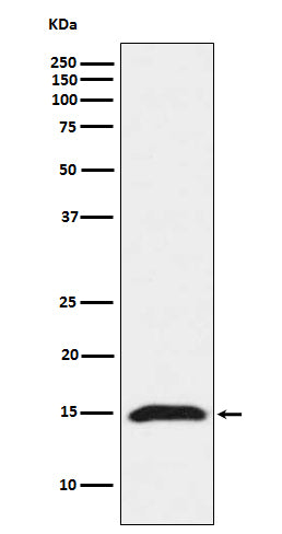Anti-Fragilis IFITM3 Monoclonal Antibody Boster Bio