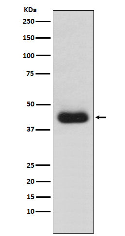 Anti-CD82 Monoclonal Antibody Boster Bio